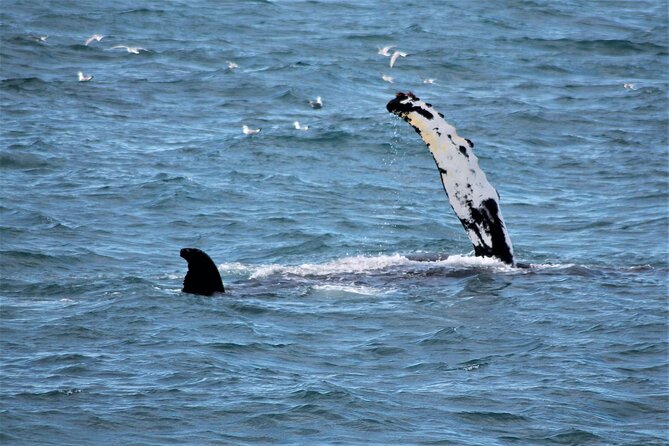 Whale Watching And Fly Over Iceland Guided Tour - Weather, cancellations, and the sighting guarantee