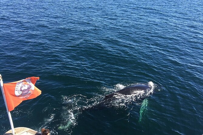 Whale Watching And Fly Over Iceland Guided Tour - Who will get the most from this tour
