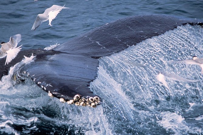 Whale Watching and Golden Circle Tour from Reykjavik - Þingvellir, where parliament and geology meet