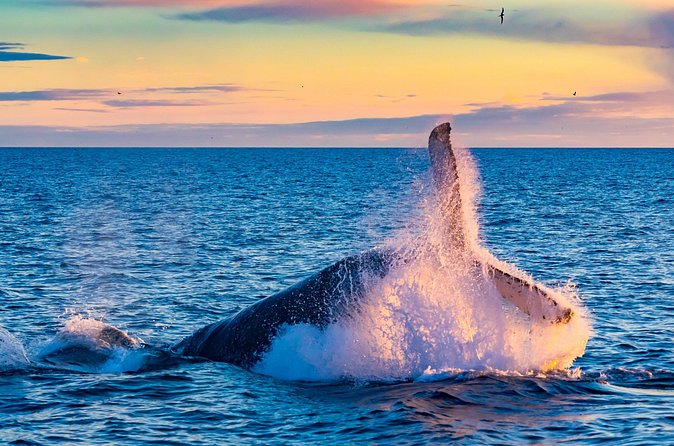 Whale Watching and Golden Circle Tour from Reykjavik - Guide quality and the feel of the day