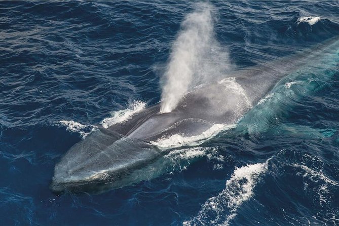 Whale Watching and Jeep Tour - Key points before you book