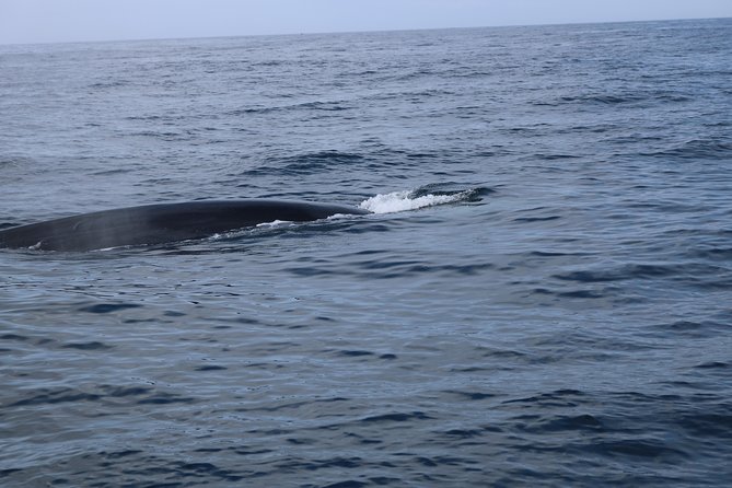 Whale Watching and Jeep Tour - What the scenery means for you