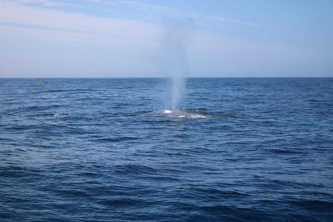 Whale Watching and Jeep Tour - Who will enjoy this combination most