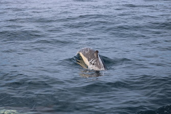 Whale Watching and Jeep Tour - Riding inland by Jeep to lookouts and natural areas