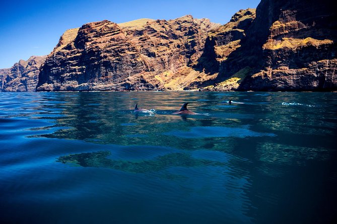 Whale Watching and Listening Eco Catamaran Tour with Food Tasting - Booking advice and cancellation terms