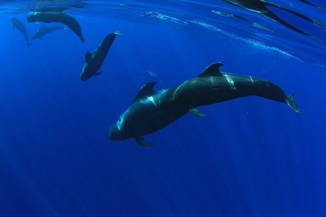 Whale watching and listening Eco-Catamaran Tour with Food Tasting - What to bring and how to get the best spot