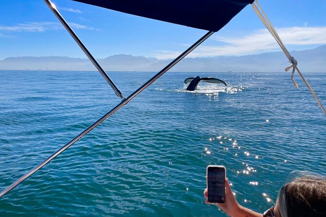 Whale Watching and Los Arcos 5 Islands Adventure - Why this Puerto Vallarta boat trip works