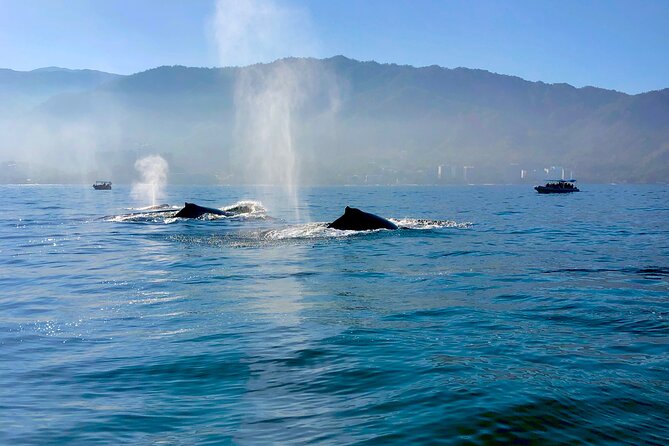 Whale Watching and Los Arcos 5 Islands Adventure - Los Arcos, where rock and water take over