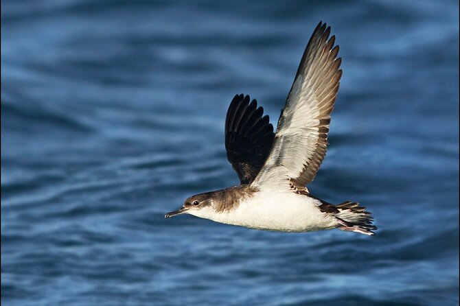 Whale Watching and Marine Life Tour in Reykjavik - What the guides add to the cruise