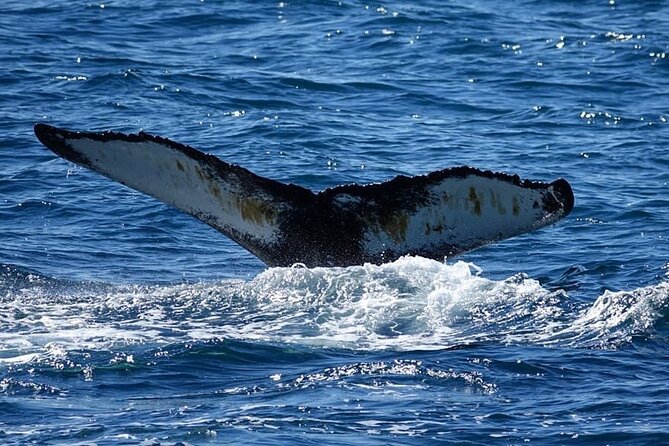 Whale Watching and Marine Life Tour in Reykjavik - Photography, Wi-Fi, and seeing the action
