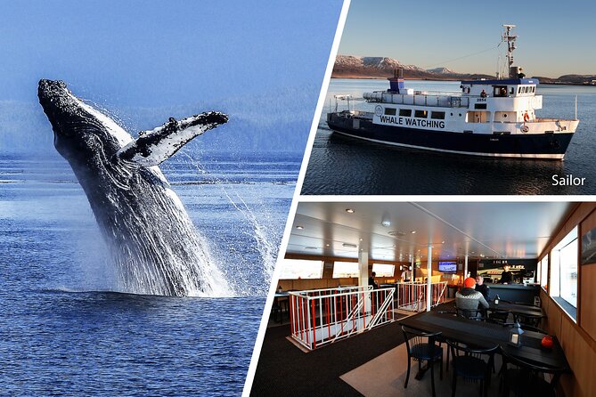 Whale Watching and Marine Life Tour in Reykjavik - Is $98 a fair price?