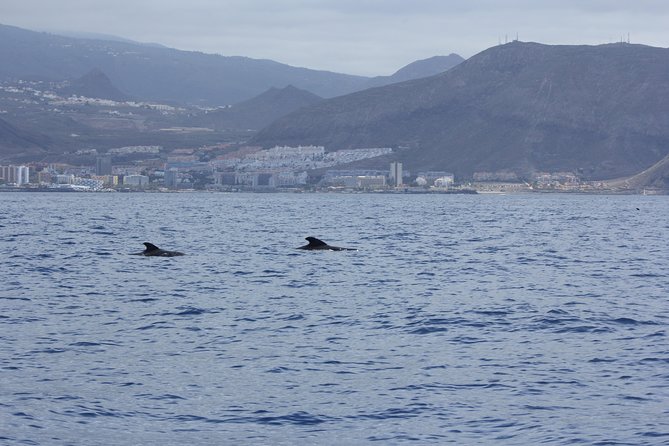 Whale Watching and Marine Science Tour - Setting out from Marina del Sur in Las Galletas