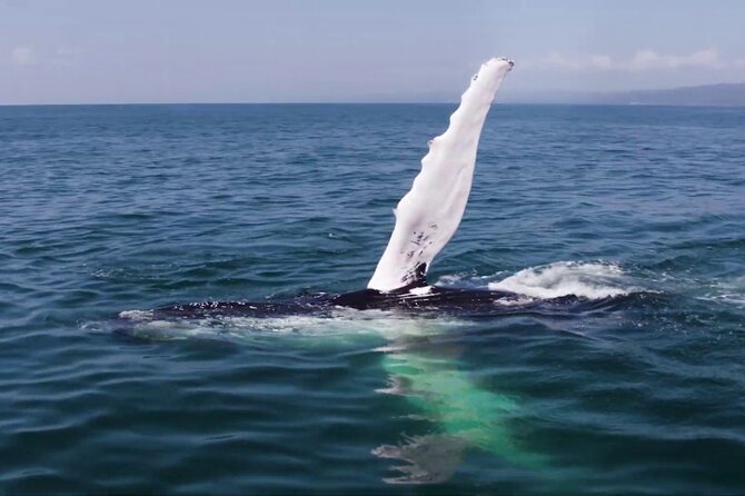 Whale watching and Montana Redonda - Reaching Montana Redonda by bus and off road truck