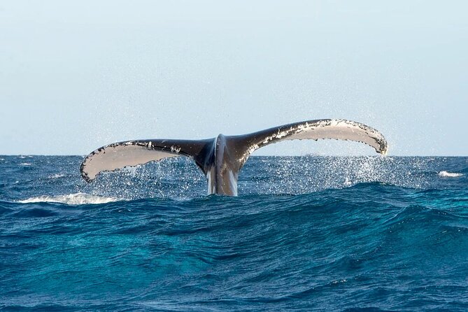 Whale watching and Montana Redonda - What the $189 price really covers