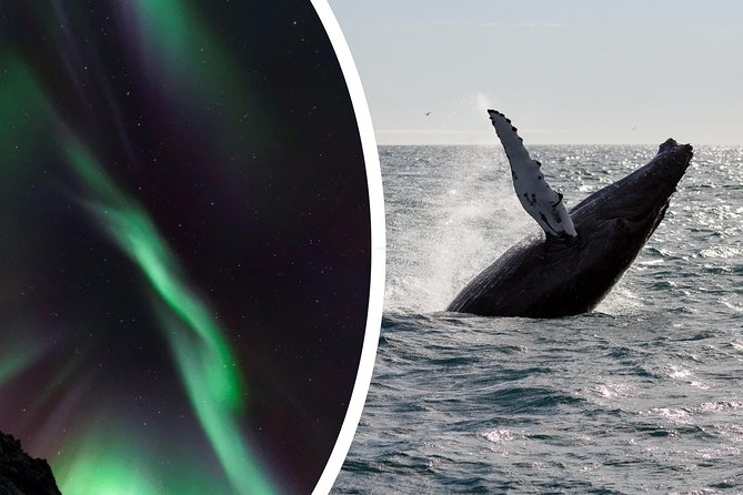 Whale Watching and Northern Lights Half-Day Combo Tour - Chasing the Northern Lights by boat