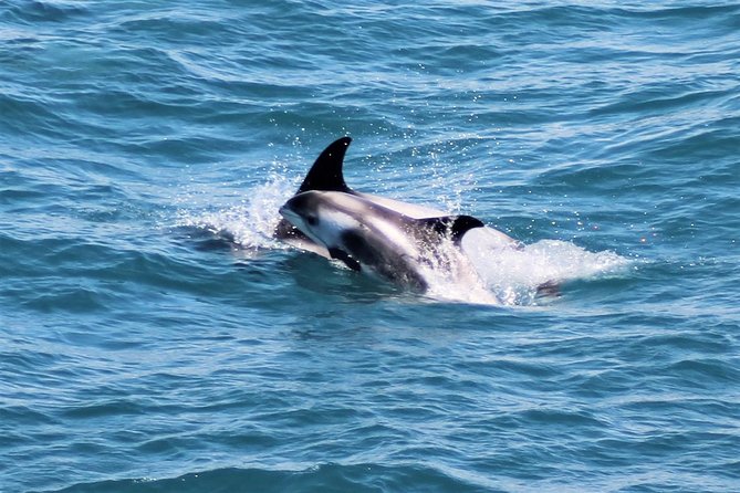 Whale Watching and Northern Lights Half-Day Combo Tour - Why this can beat a standard bus outing
