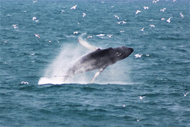 Whale Watching and Northern Lights Half-Day Combo Tour - The price, group size, and practical value