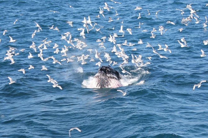 Whale Watching and Northern Lights Half-Day Combo Tour - Who will get the most from this outing