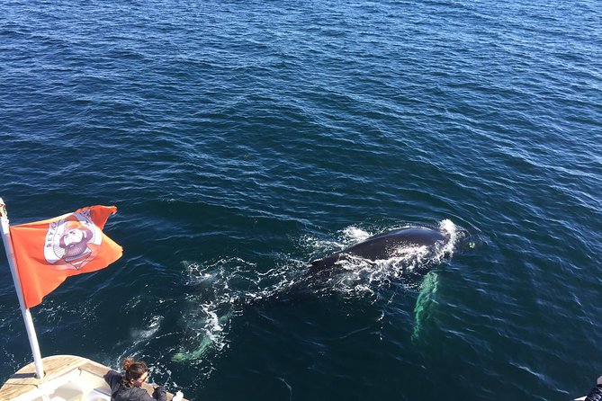 Whale Watching and Northern Lights Half-Day Combo Tour - What the heated boat changes on a cold day