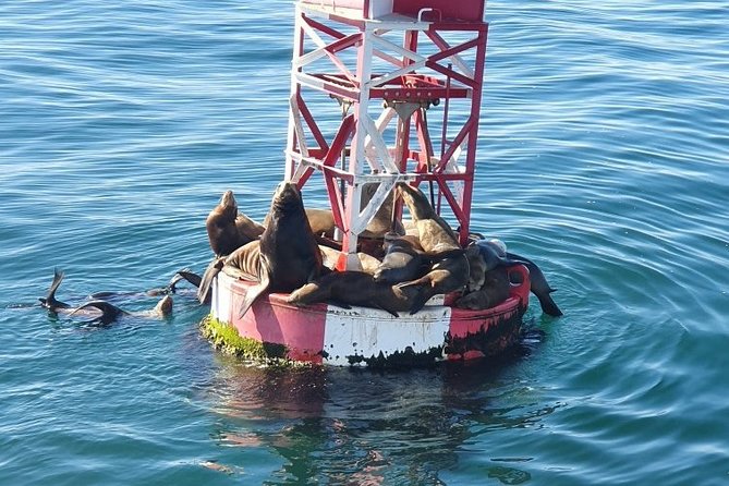 Whale-Watching and Orange County Beaches Tour from Anaheim - Huntington Beach: surfing, the pier, and time to choose your own pace