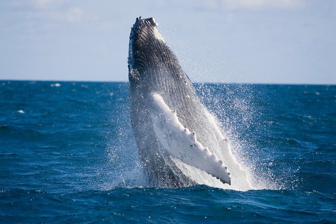 Whale-Watching and Orange County Beaches Tour from Anaheim - Newport Beach: the day’s main ocean experience