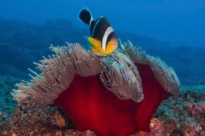 Whale Watching and Private Ocean Safari Experience in Mauritius