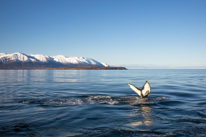 Whale Watching and Sea Angling Tour - What happens during the three-and-a-half-hour trip