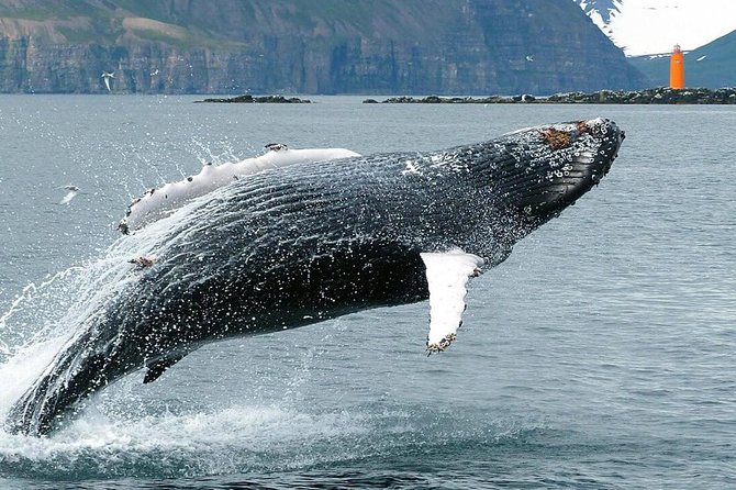 Whale Watching and Sea Angling Tour - Getting from Akureyri to Hauganes