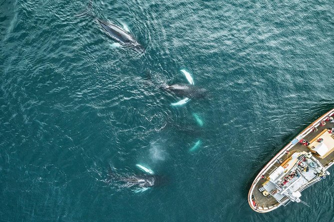 Whale Watching and Sea Angling Tour - Who will enjoy this outing most