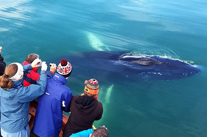 Whale Watching and Sea Angling Tour - Practical advice for a better day