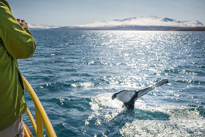 Whale Watching and Sea Angling Tour - Humpbacks, minkes, blues, and dolphins