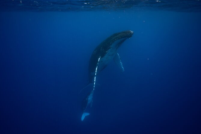 Whale watching and snorkelling in Moorea - Meeting Moorea’s whales in open water