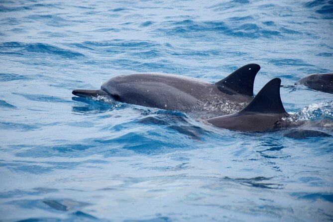 Whale watching and snorkelling in Moorea - Whale encounters, from dramatic to quiet