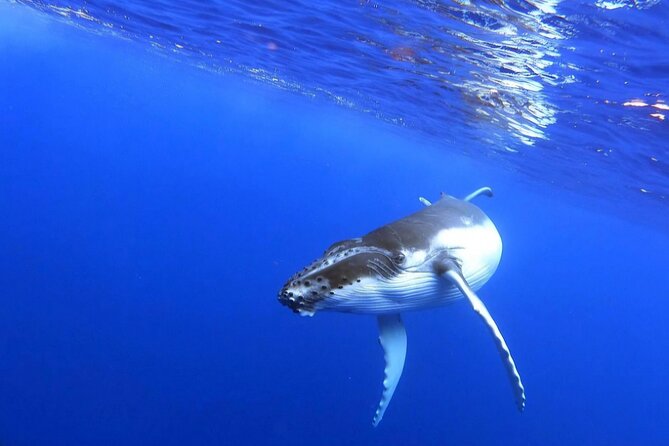 Whale watching and snorkelling in Moorea - Extra wildlife around Moorea