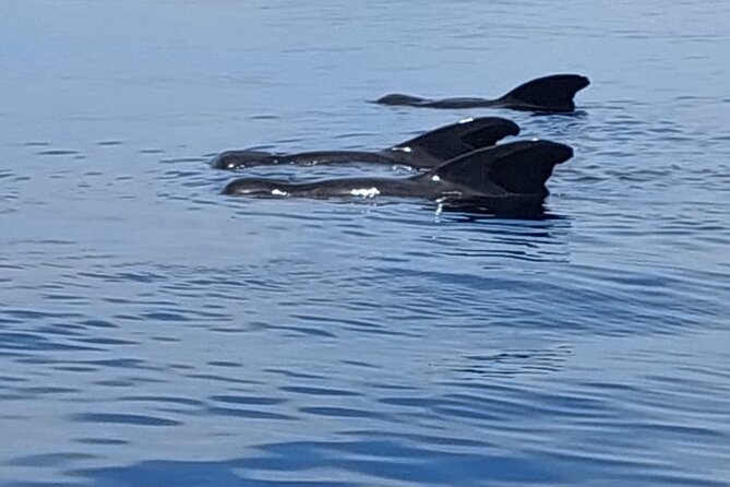 Whale watching and snorkelling in Moorea - How demanding is the snorkeling?