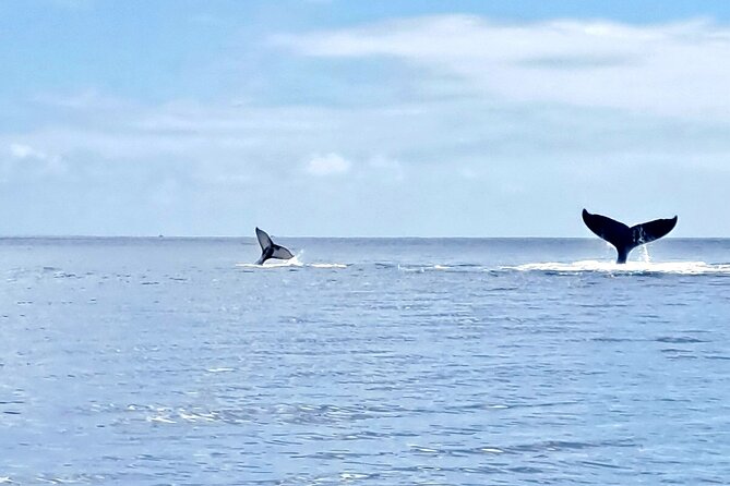 Whale watching and snorkelling in Moorea - Is $230.78 a fair price?