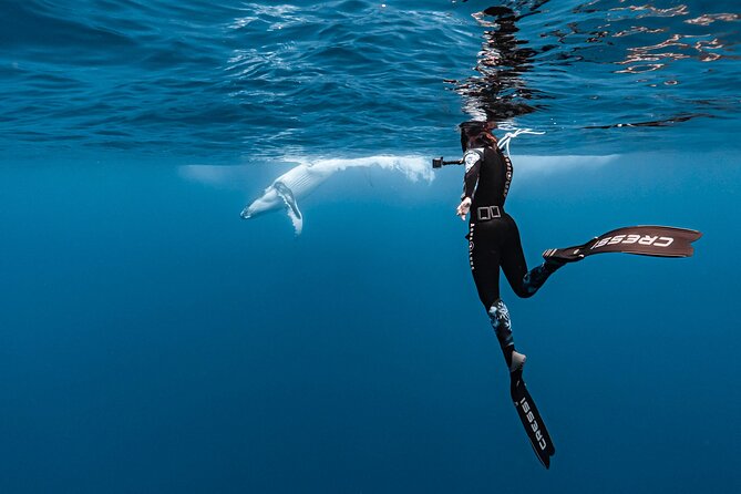 Whale watching and snorkelling in Moorea - Weather, sea conditions, and the no-guarantee factor