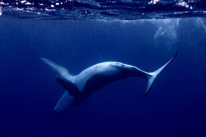 Whale watching and snorkelling in Moorea - What the four-hour outing is like