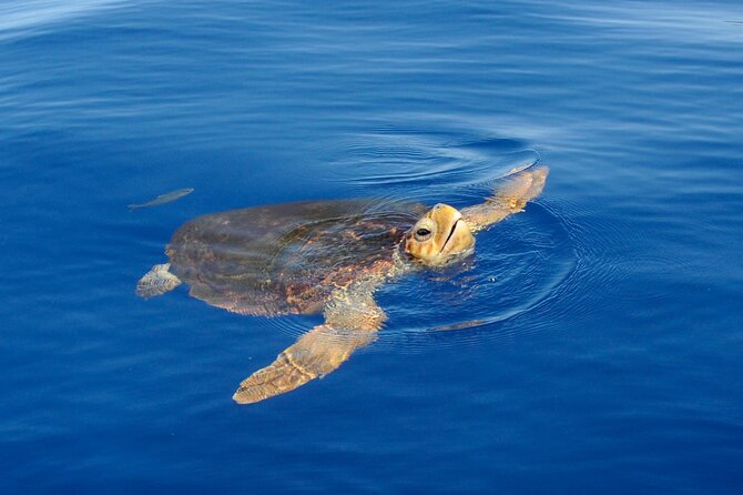 Whale watching and snorkelling in the whale sanctuary - Key points to know before booking