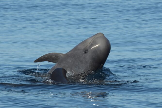 Whale watching and snorkelling in the whale sanctuary - Why the open-water search is the real highlight