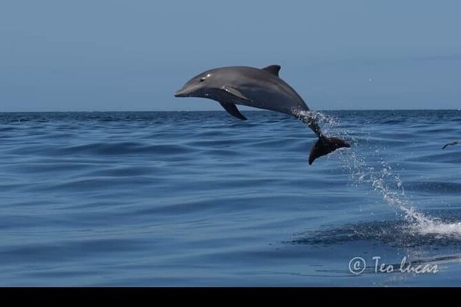 Whale watching and snorkelling in the whale sanctuary - What the food and drinks add to the trip