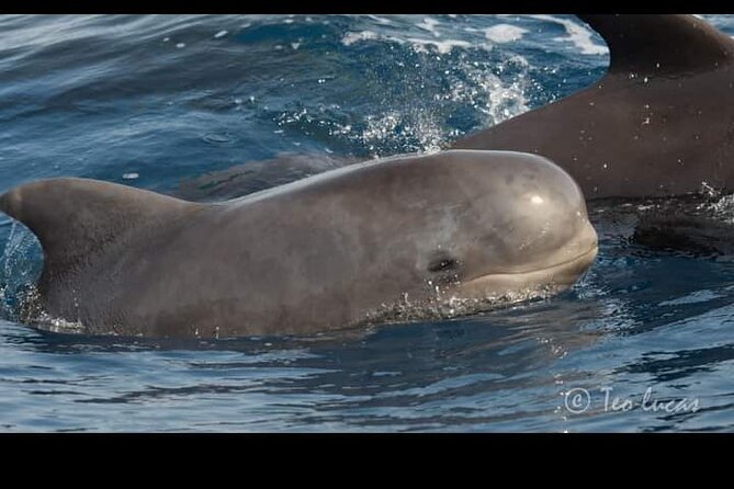 Whale watching and snorkelling in the whale sanctuary - Who will get the most from this Tenerife outing