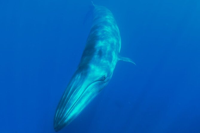 Whale watching and snorkelling in the whale sanctuary - Leaving Playa San Juan at 2:30 pm