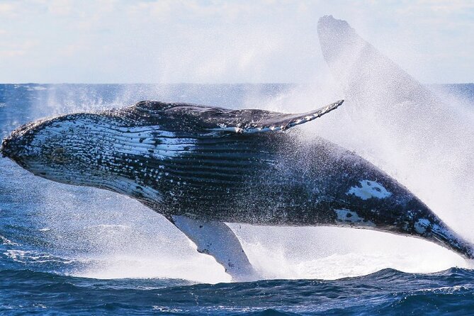 Whale Watching and Sunrise Breakfast Cruise in Honolulu - Breakfast on the water