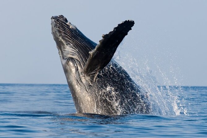 Whale Watching and Sunrise Breakfast Cruise in Honolulu - Price and value at $91.56