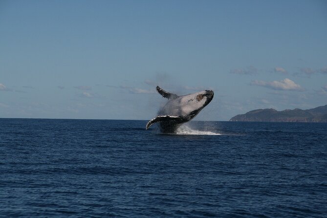 Whale Watching and Wildlife Cruise Townsville and Magnetic Island - Key points to know before you book