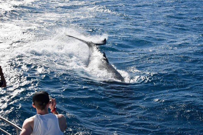Whale Watching and Wildlife Cruise Townsville and Magnetic Island - A four-hour search for whales off Townsville