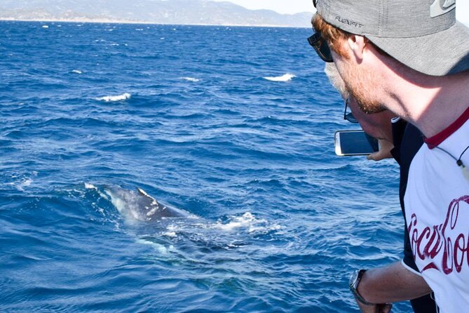 Whale Watching and Wildlife Cruise Townsville and Magnetic Island - Seeing Magnetic Island from the water