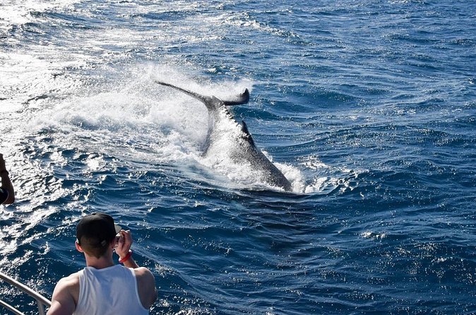 Whale Watching and Wildlife Cruise Townsville and Magnetic Island - What the whale watching is really like