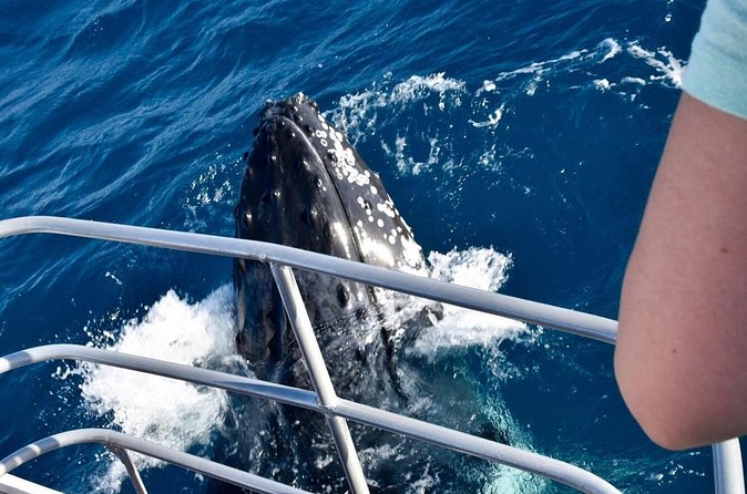Whale Watching and Wildlife Cruise Townsville and Magnetic Island - Who will enjoy this cruise most?